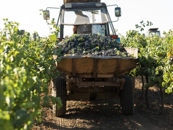 Trgatev: da bo vino teklo gladko, najprej poskrbite za stroje